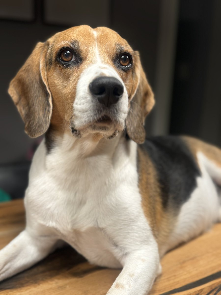 Happy 10th Gotcha Day! We love you to the moon and back ❤️😍.