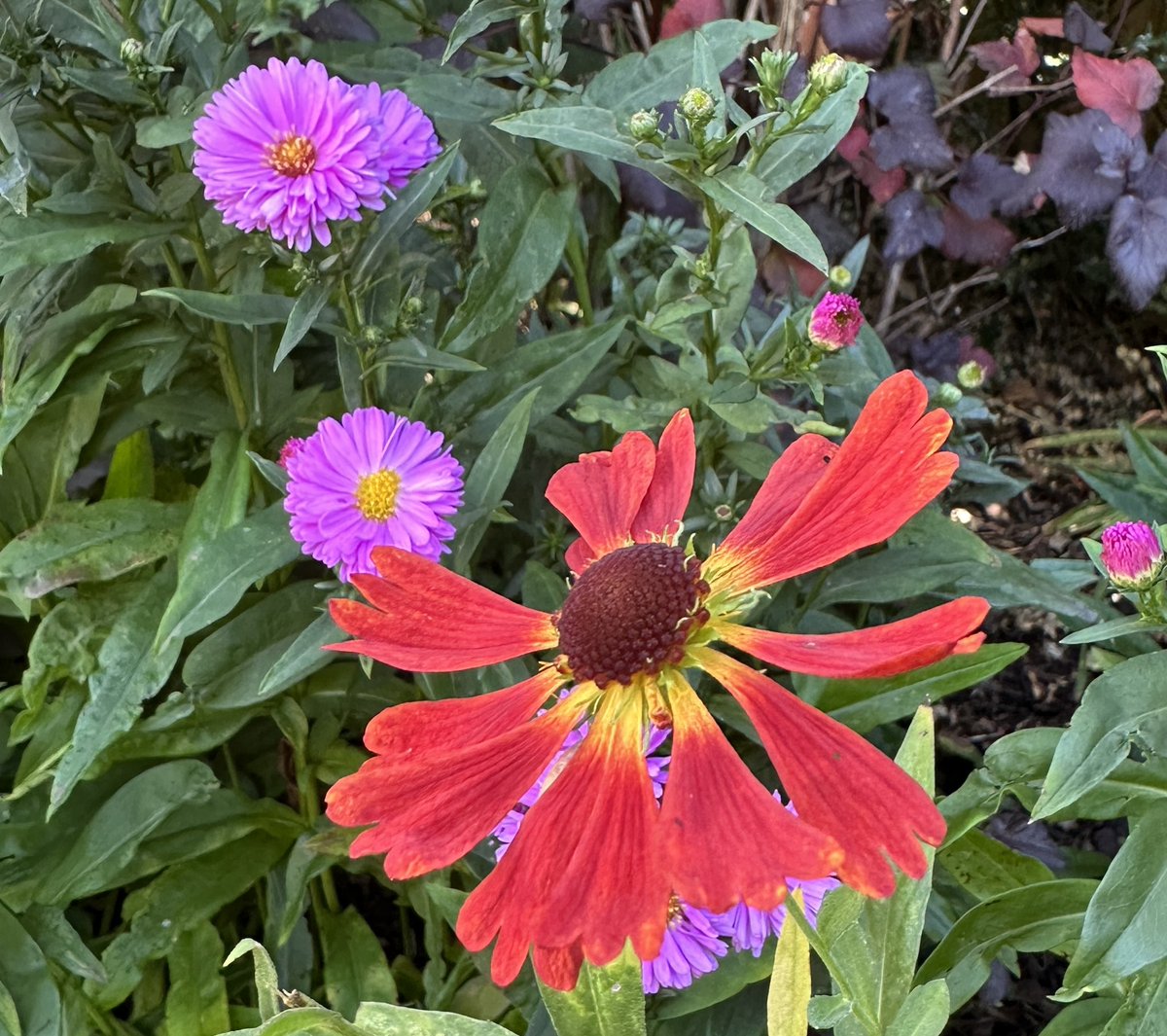 Bit of a clash going on! ❤️🩷
I love all colours mixed together but not sure about these two 🤔 Thought rather than moving one I’d add some yellow rudbeckia in with them. Any thoughts? 
#FlowersOnFriday #bloomscrolling #clashingcolours #pinkfriday