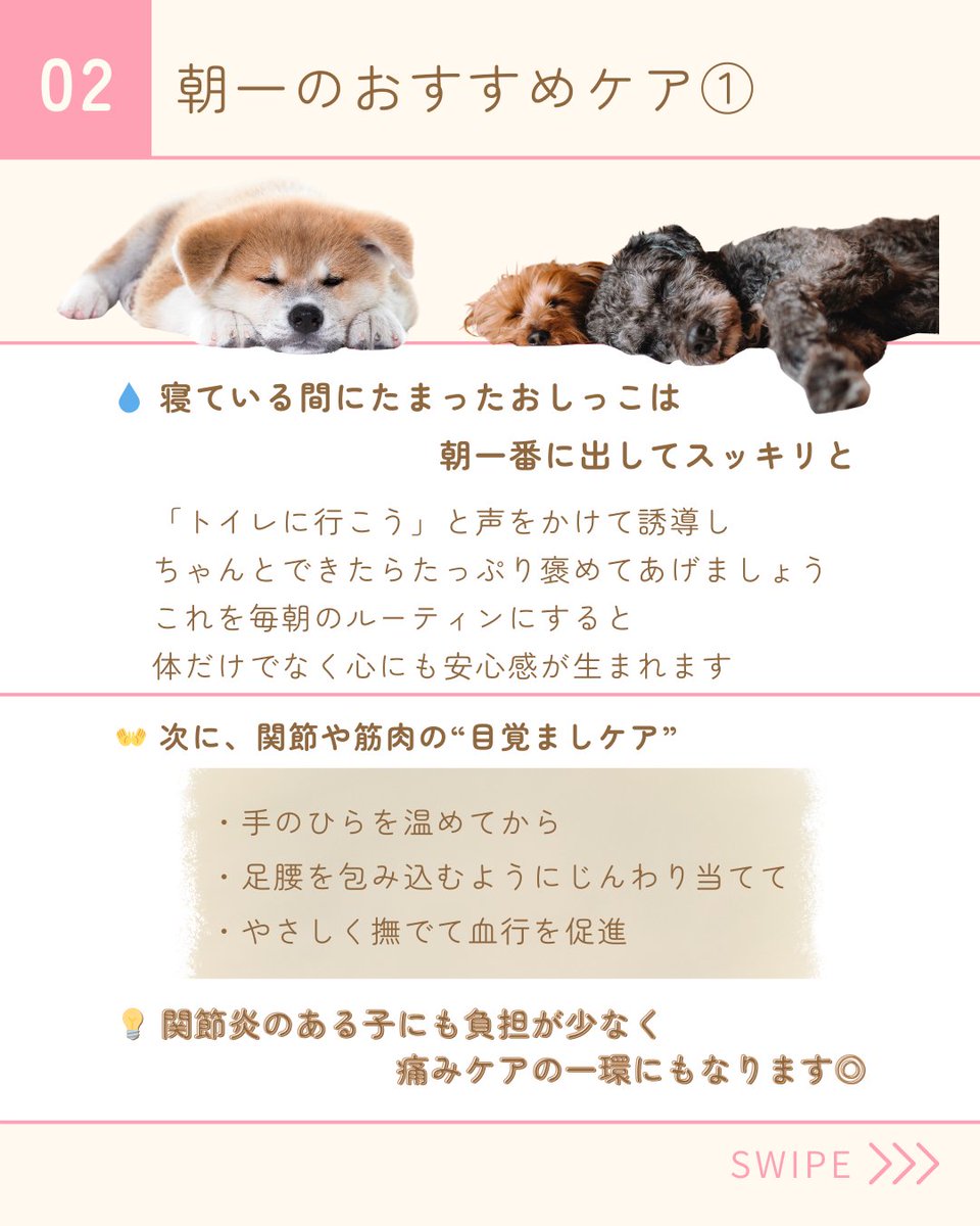 PetPilala's tweet photo. ＼🌞シニア犬に“朝活”がおすすめな理由とは？🐾／

年齢とともに心も体もゆらぎやすくなるシニア期。
実は「朝の過ごし方」が1日の調子を大きく左右するって知ってましたか？

朝日を浴びて体を動かすと、
「幸せホルモン（セロトニン）」が出やすくなり、不安や緊張が和らぎます🌿 https://t.co/8OBaRJF4j6