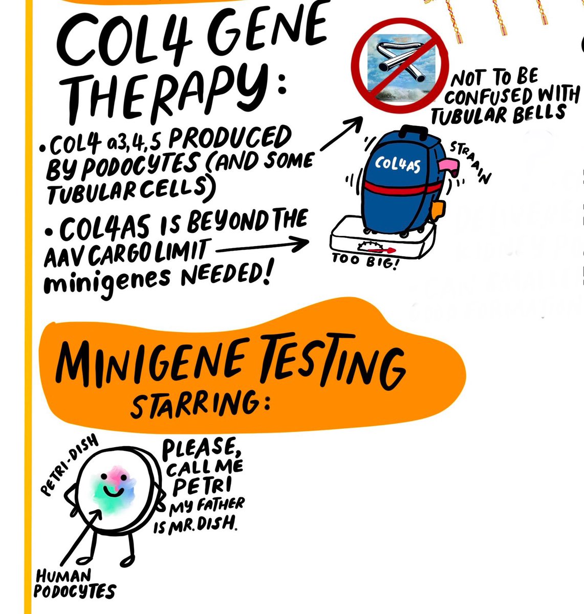 Still drawing up keynotes from the <a href="/alportuk/">Alport UK</a> International Workshop. Today I’m looking at <a href="/RLWczyk/">Rachel Lennon</a> and Gene Therapy Approaches and I can’t decide if my jokes are getting better or worse 😆😆😆