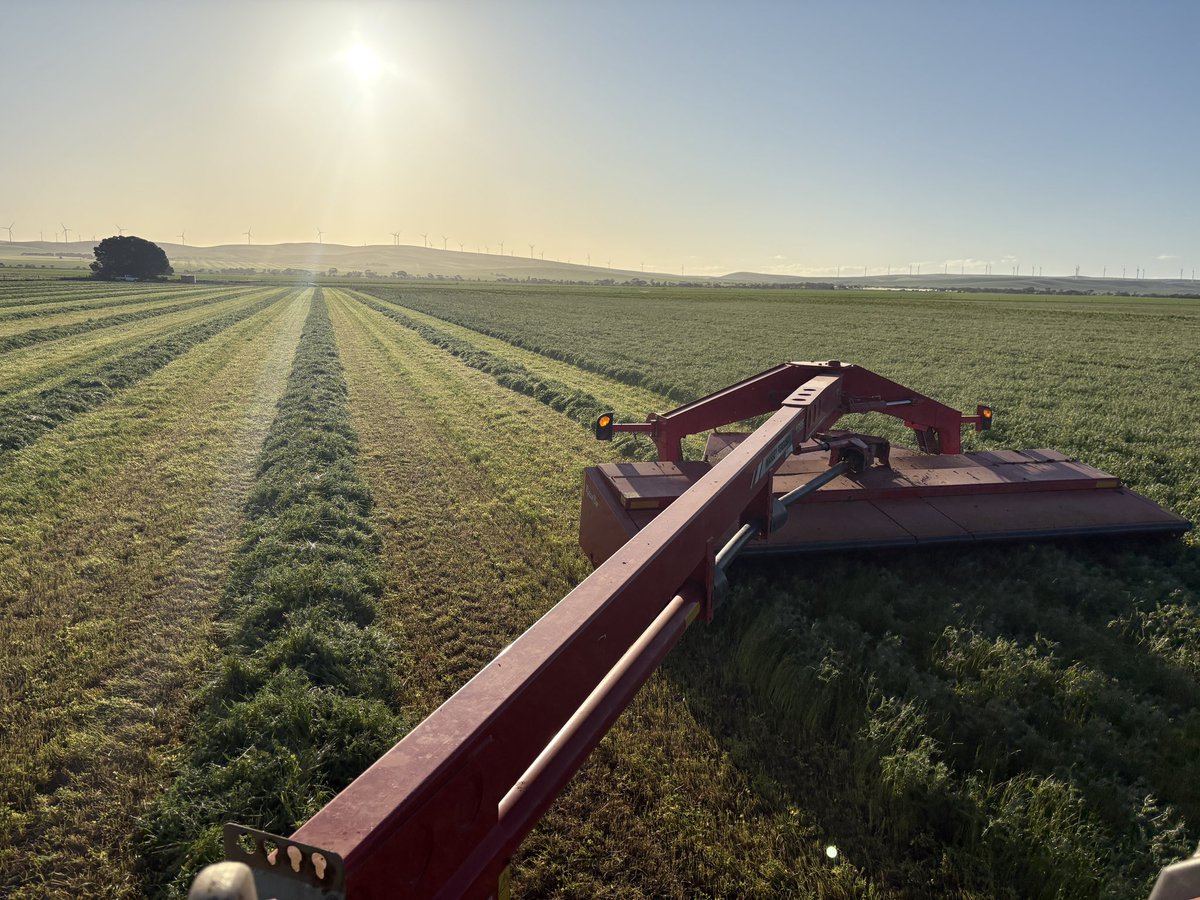 It’s not a record breaker but it’s the most satisfying thing knowing you will be able to see the rows when baling this year. 2024 v 2025 vetch hay