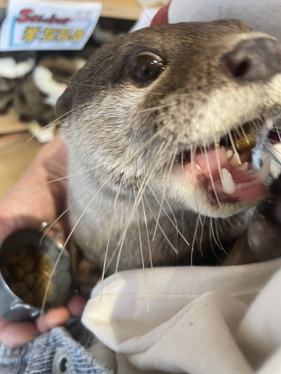 harry_terrace's tweet image. やめられない止まらないっ！

#カワウソ #カワウソカフェ #otter
