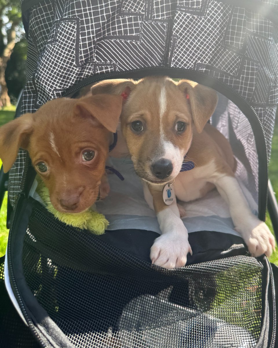 Battersea tweet media