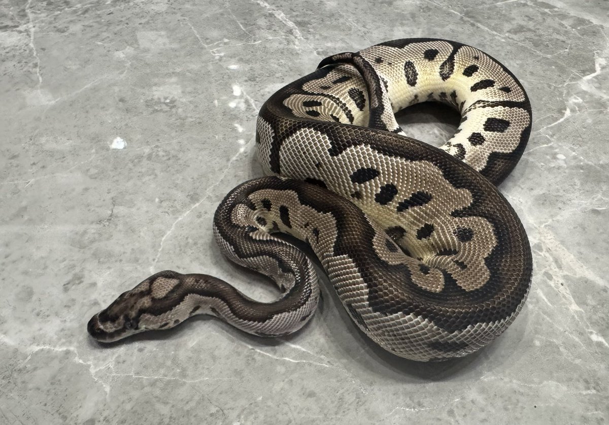 ティラ野⭐︎様こちら専用のお品です。 DXティラノハンマー50 | スーパー戦隊おもちゃウェブ｜バンダイ公式サイト