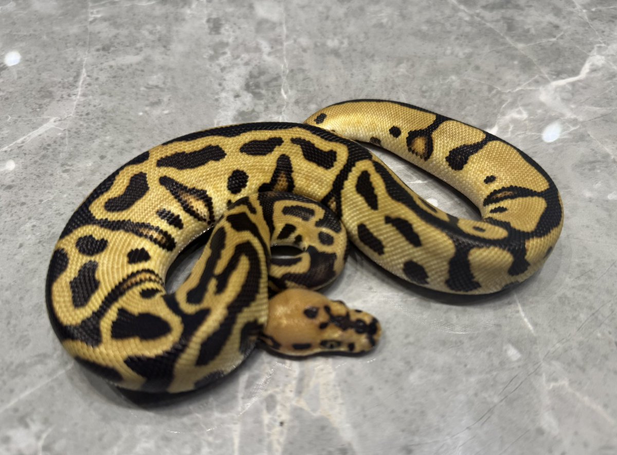 ナカムラ (@akihiro08070807) / Posts / X