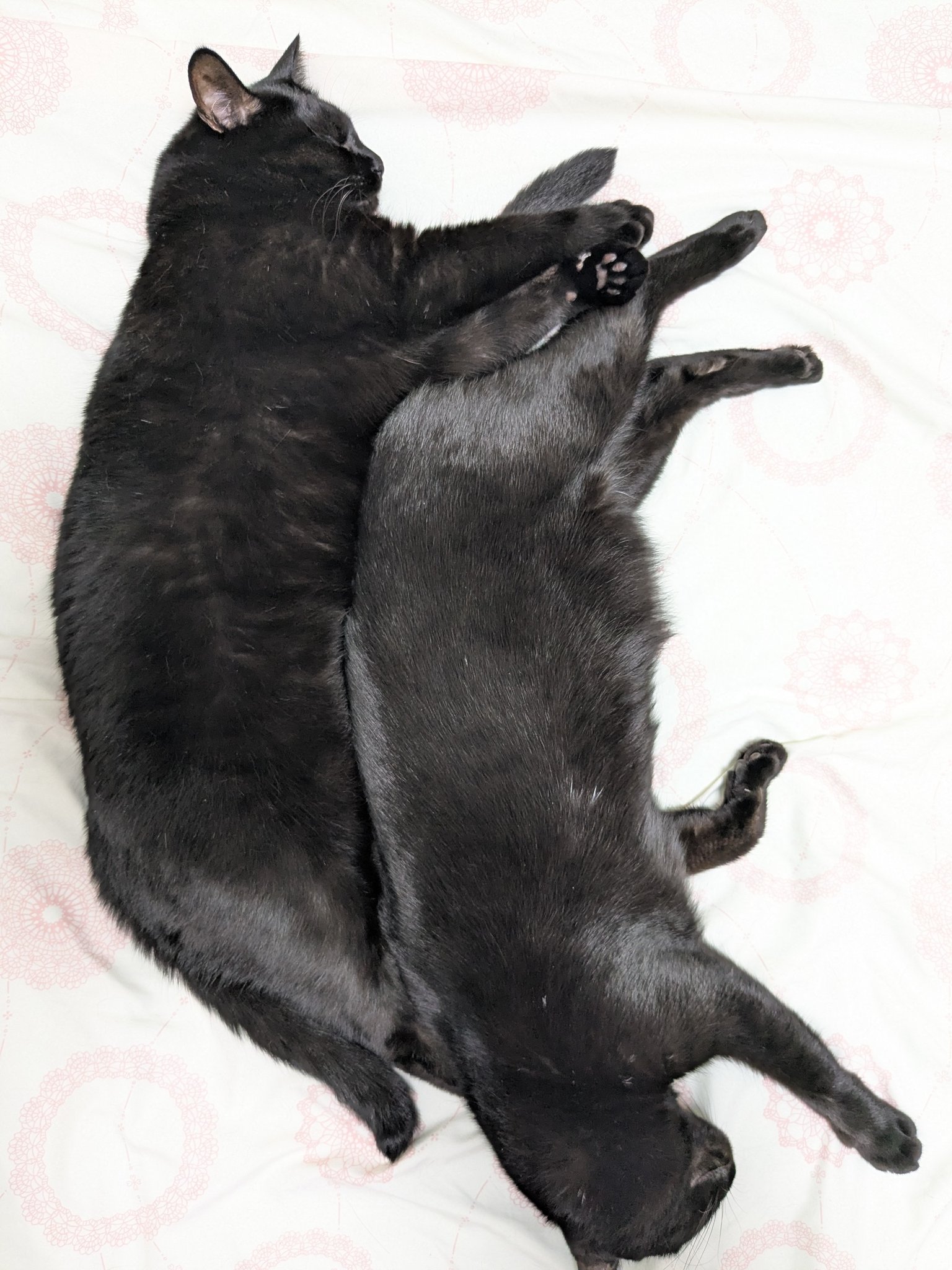 黒猫 ページ 黒猫 on X: 