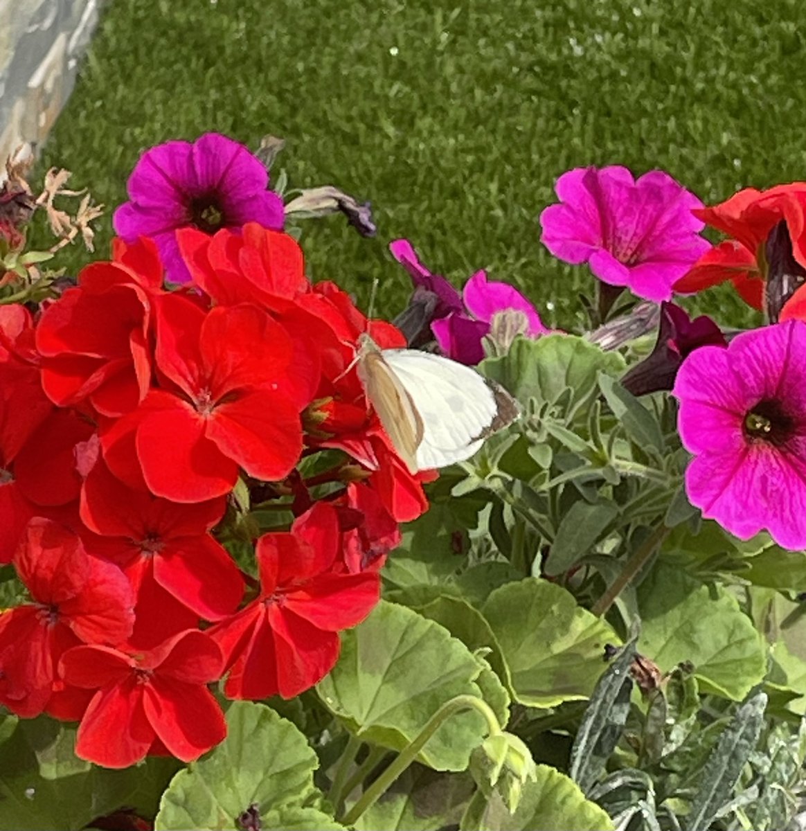 Here’s to wings that wander free
 #FlowersOnFriday