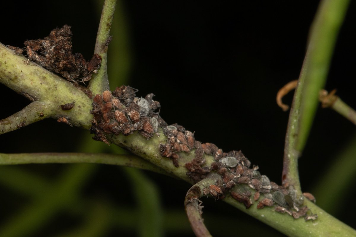 AmberB_C's tweet image. From the latest #PestFactsWA: Aphids infected with a naturally occurring fungus in canola have been found near Northam and Katanning. The fungal infection has resulted in the death of entire #aphid colonies. #beneficial @GRDCWest @DPIRDbroadacre