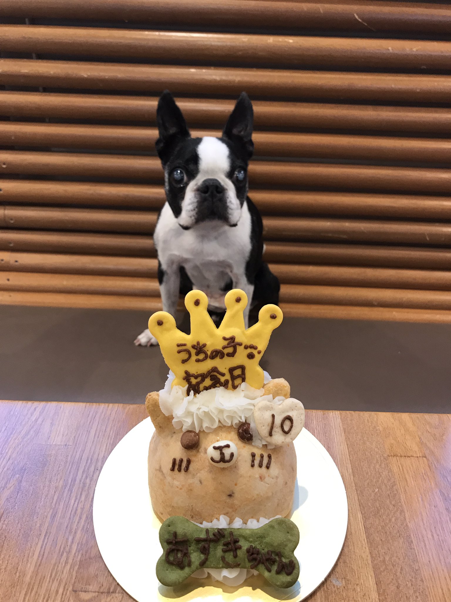 ボストンテリア ✨ 🐶Boston club🐶 ✨ 11/20産まれ ♂ 母 ブルア 6.3kg 1歳 父