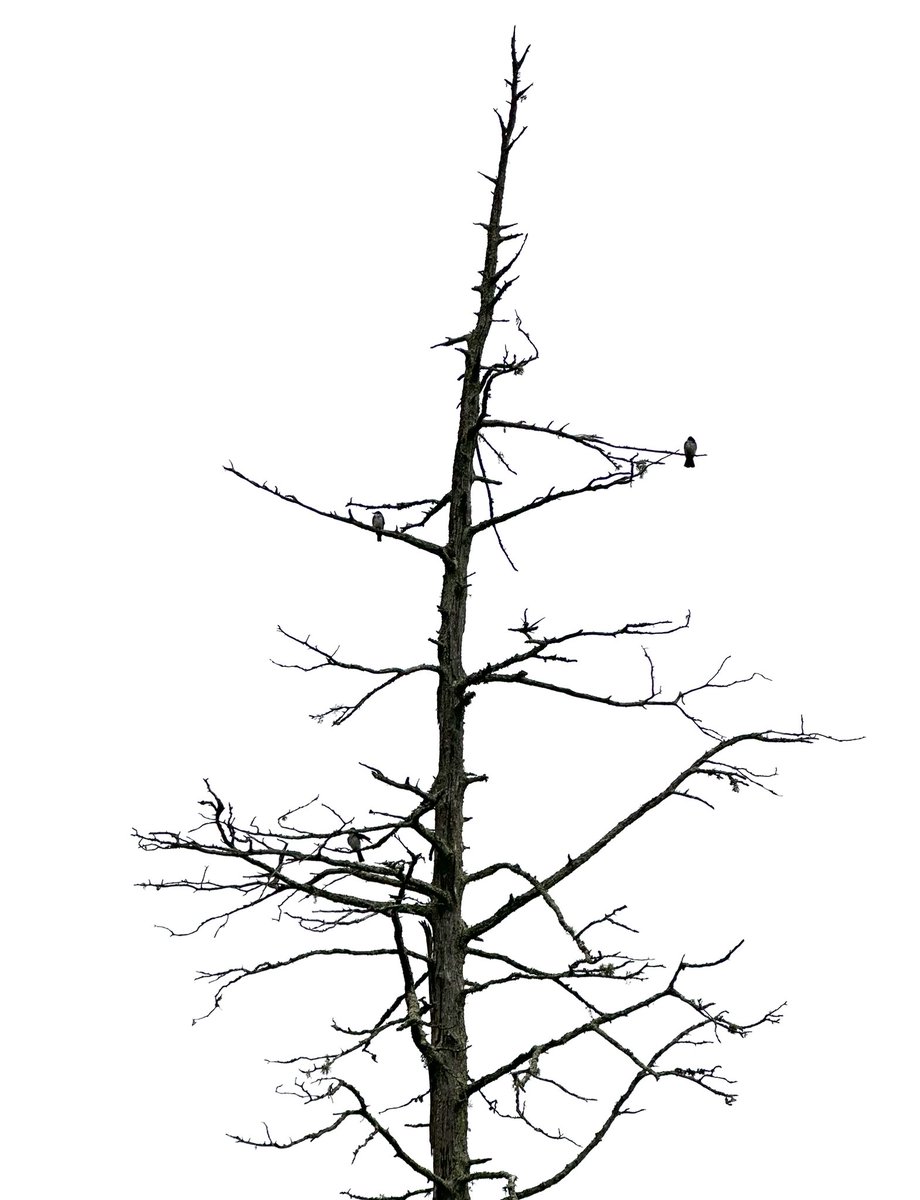 aperrincycling's tweet image. liberty cries
the extrusion of a
nation’s soul

#vss365 #extrusion