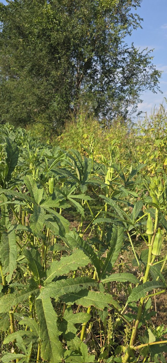 How well do you eat okro??😊