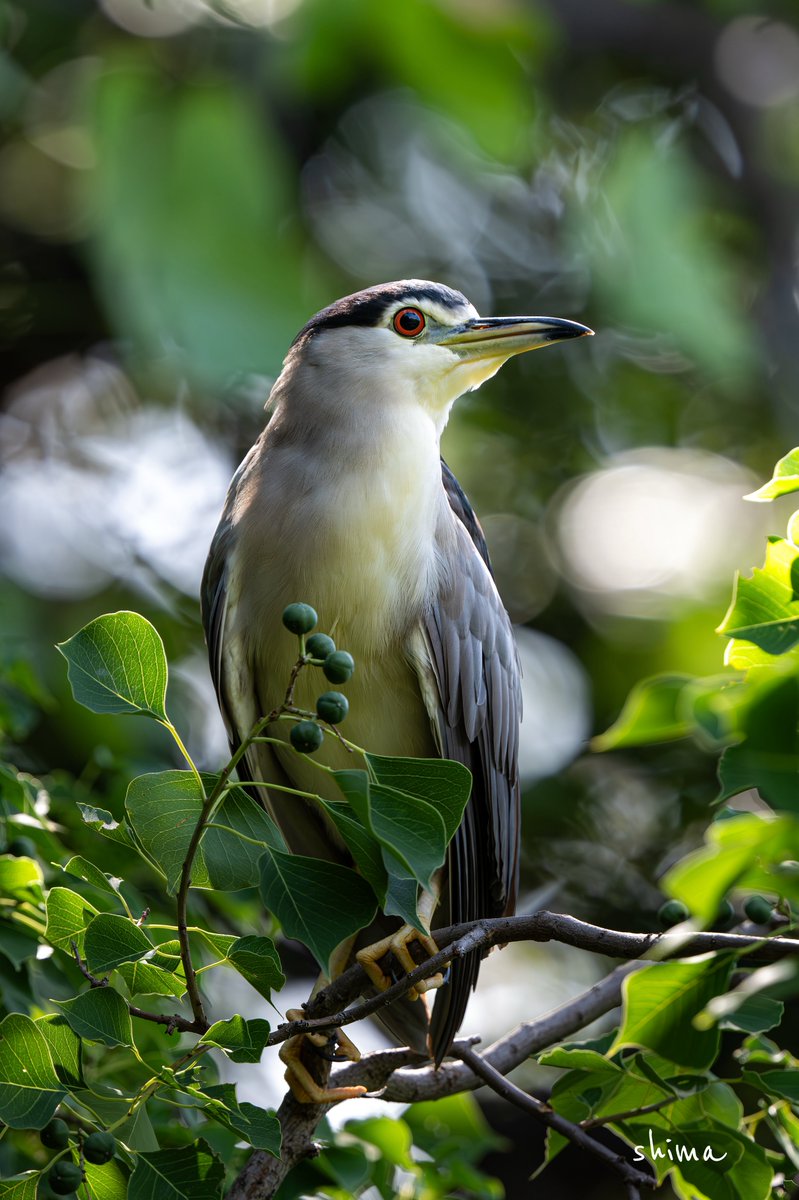 ⭐︎鳥さん　プロフぜひ⭐︎ 🐦️とりさん🐔✨️イラスト☘️ (@Torimo_23) / Posts / X