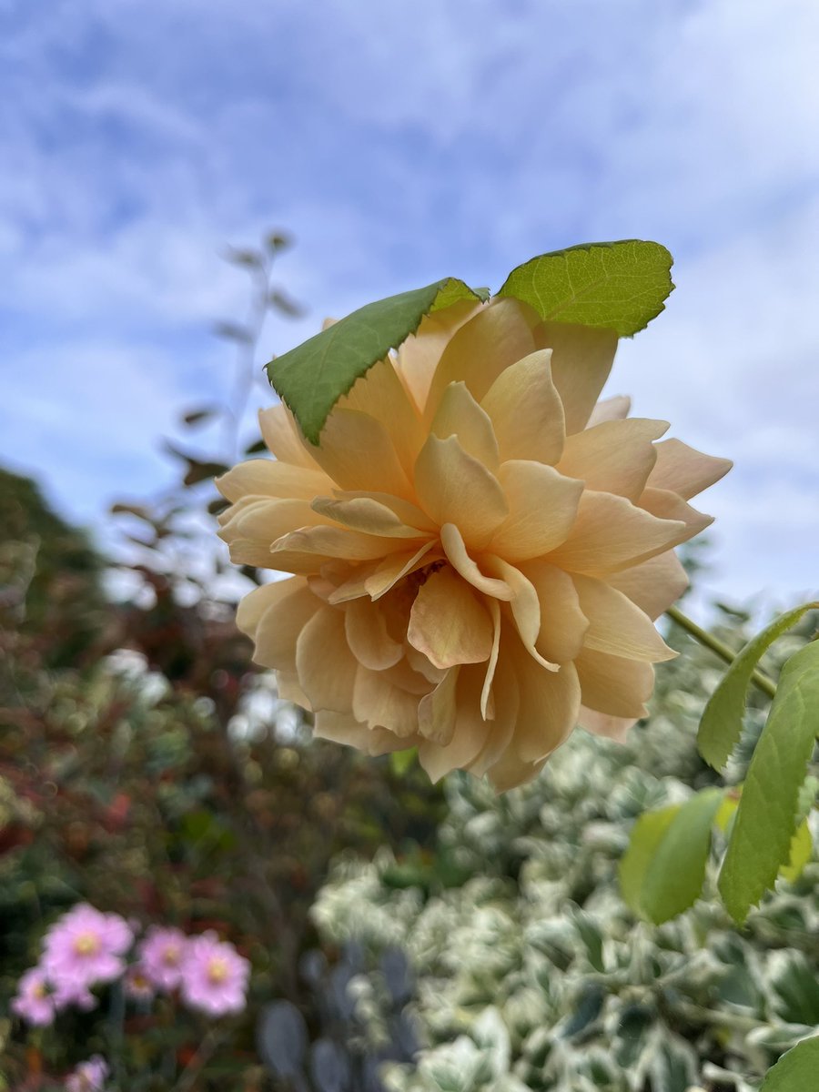 Good morning everyone. It’s a dull but dry one here. Later we’re off out to brunch with one of our oldest friends. I hope Friday brings you some joy. Pics show my Lady of Shalott &amp; Grace roses. They enjoyed the recent rain. #FlowersOnFriday #gardening #gardeninglife