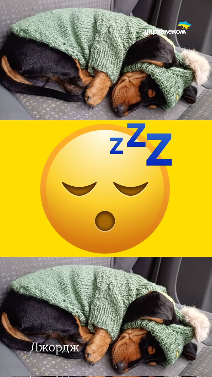 День народження смайла? Показуємо тваринок працівників Укртелеком, які виглядають як справжні емоджі❤️