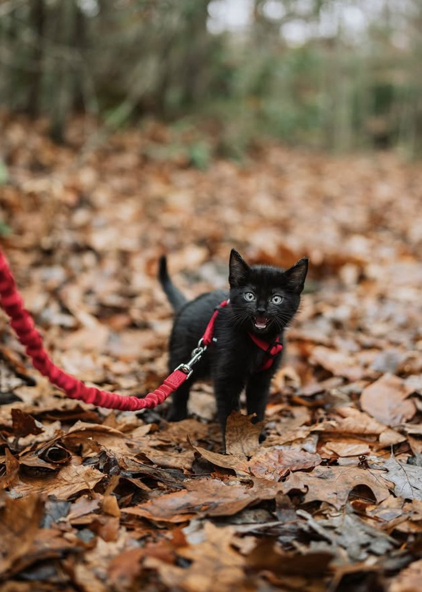 Il n'y a pas d'âge pour découvrir la forêt et partir à l'aventure !
📸 herhouseofcats
➡️ tinyurl.com/mpcfct3v
#PetSafeFR #PetSafeFrance #PetSafeChat #EnBaladeAvecPetSafe