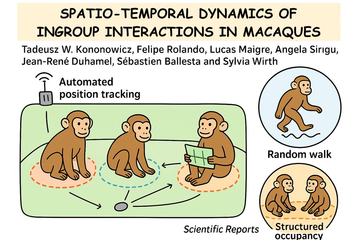 Who sits next to whom?  Who’s best friends, and who keeps their distance? Turns out, macaques  aren’t just roaming randomly — their space use reflects social bonds,  hierarchy, and hidden group structures.
👉 lnkd.in/esm2z59f