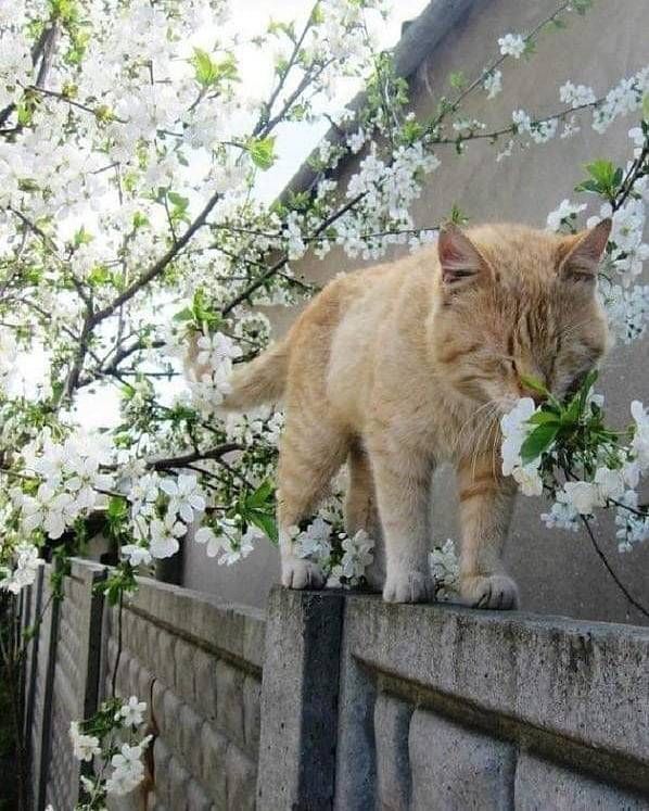 Cat is Amazing 🐈‍⬛ (@amazingcatss) on Twitter photo 