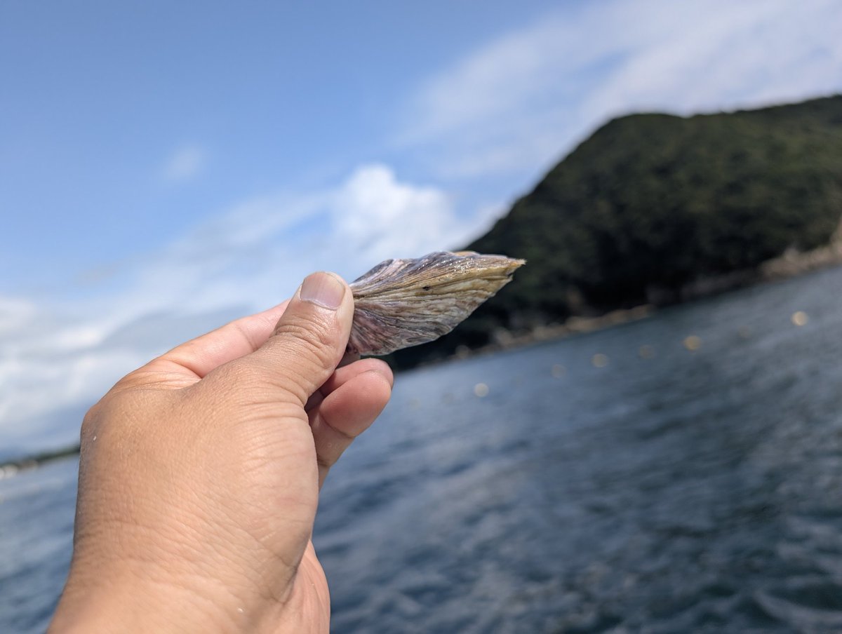 高知県の牡蠣養殖場に行って来ました〰️太平洋の荒波で育った美形の
牡蠣🥰