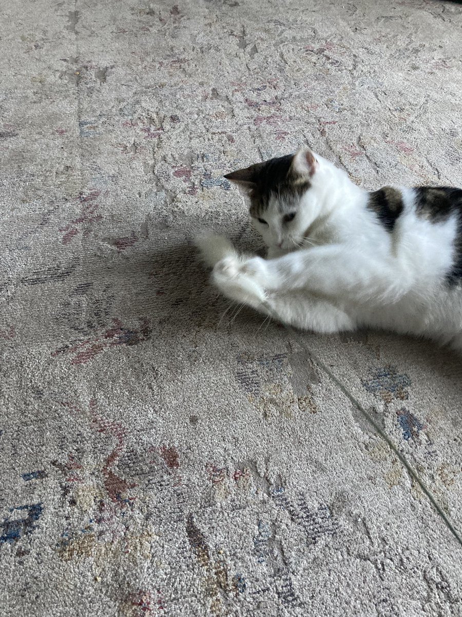 PussPussTopCat's tweet image. Look how ripped I am … #muscles #fitcat