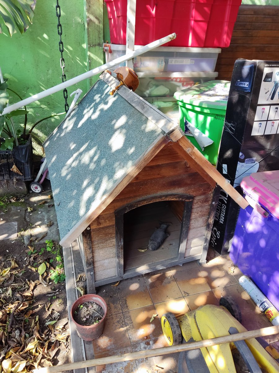 GiorgioZotto's tweet photo. Se regala una casa de perrito y la cama  está en el metro Rojas Magallanes era de mí minina que falleció hace poco más de un año tuvimos de cambiarnos de casa a fin de mes tenemos que entregarla https://t.co/HMU0efY0y4