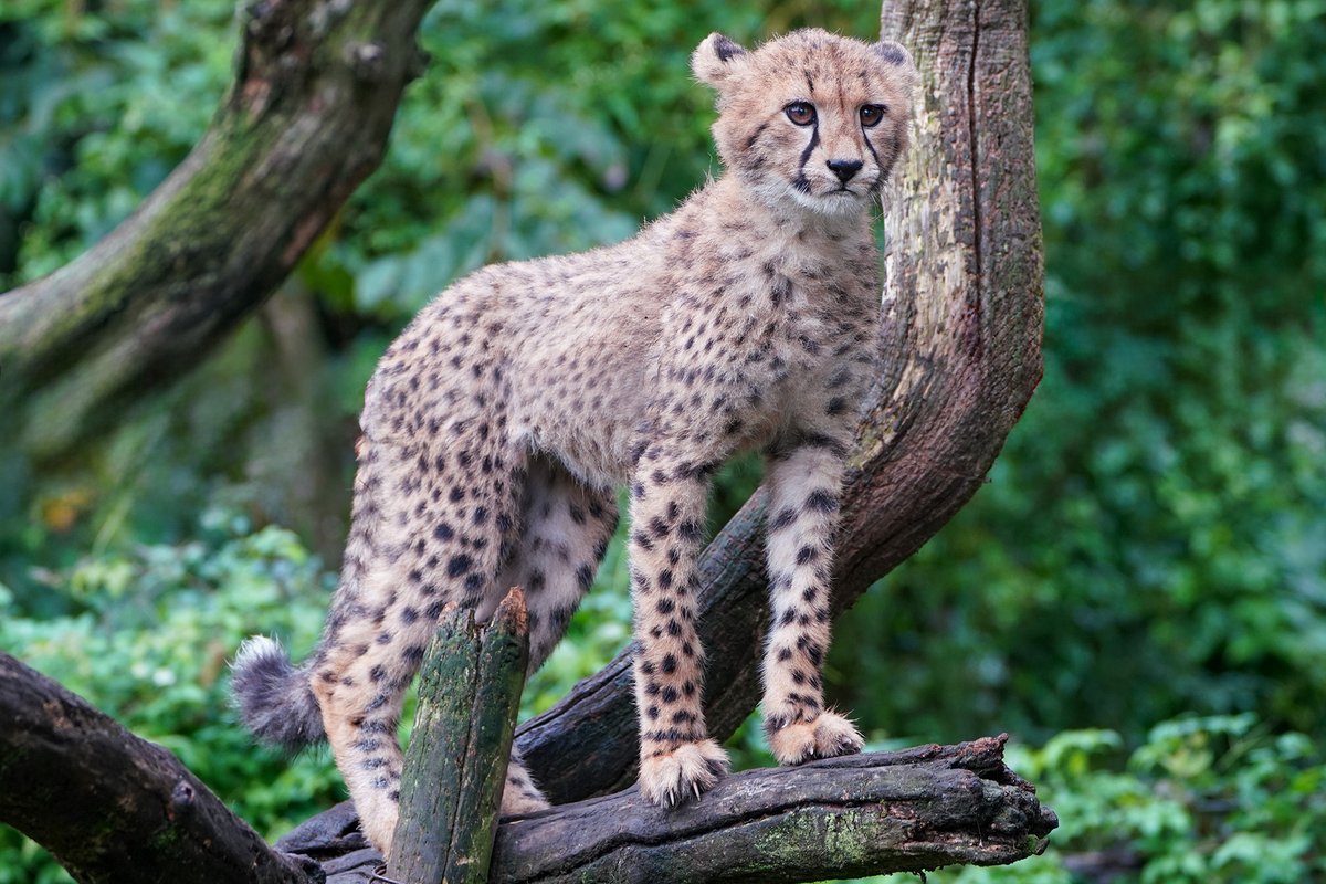 チータページ チーター 98 | HANSA