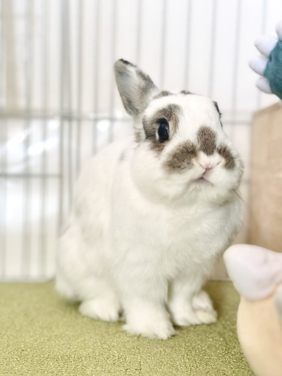 おもち🐰2代目うさぎ (@omochi_mochi_5) / Posts / X