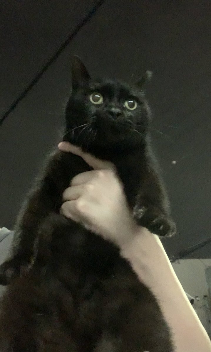 おばあちゃん24歳

なんか毛も増えてません？ぜったい猫又やん