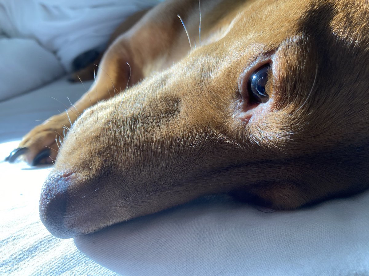 Early Fido Friday dog sitting today Arlo still loves me 🖤🐾
Gus 🧡🐾not so much ☹️