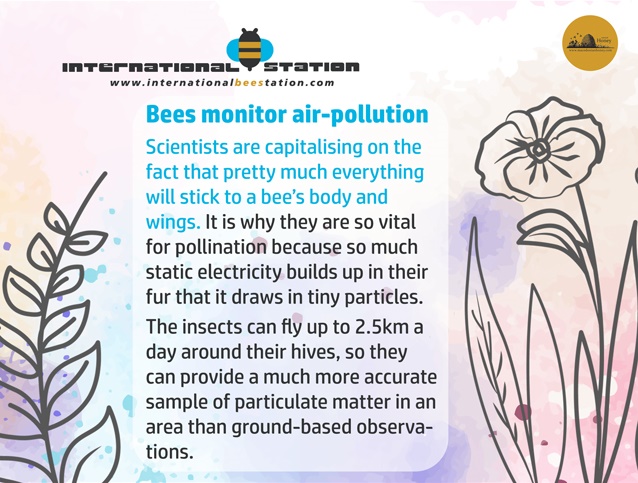 Want to know what's in your air? Look at a bee's wings and legs! They pick up airborne particles like pollen, dust, and pollution. Identifying these particles helps us pinpoint pollution sources and clean up our environment.
 #airpollution #environment #apimondia #apimondia2025