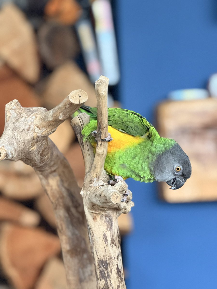 CRYPTOdetectiv8's tweet image. My little mate feeling better