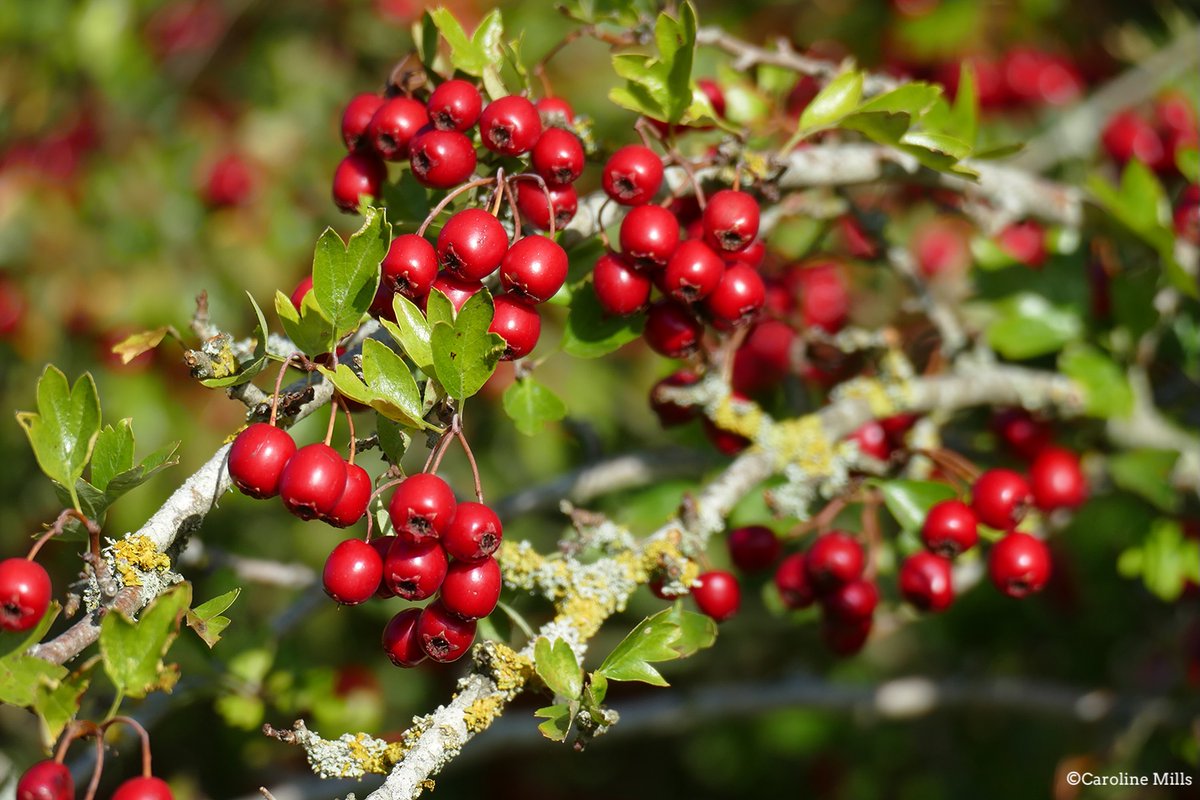 CarolineMills99's tweet image. The #Hawthorn berries are extraordinary in colour &amp;amp; number this year on our #Oxfordshire #Cotswolds farm. Hedgerow crab apples, too. Blue, long-tailed &amp;amp; great tits plus chiffchaffs having a ball working the hedgerows. #naturefriendlyfarming