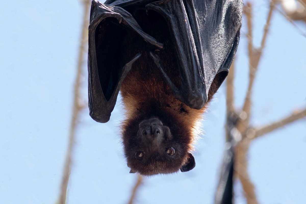 SIMV_RP's tweet image. ๐ฆ ๐ฆ๐ง๐ฉ Virus #Nipah : Quatre personnes de quatre zones gรฉographiquement distinctes du Bangladesh sont dรฉcรฉdรฉes des suites d'une infection au virus Nipah en 2025
ow.ly/uEUv50WZbZc