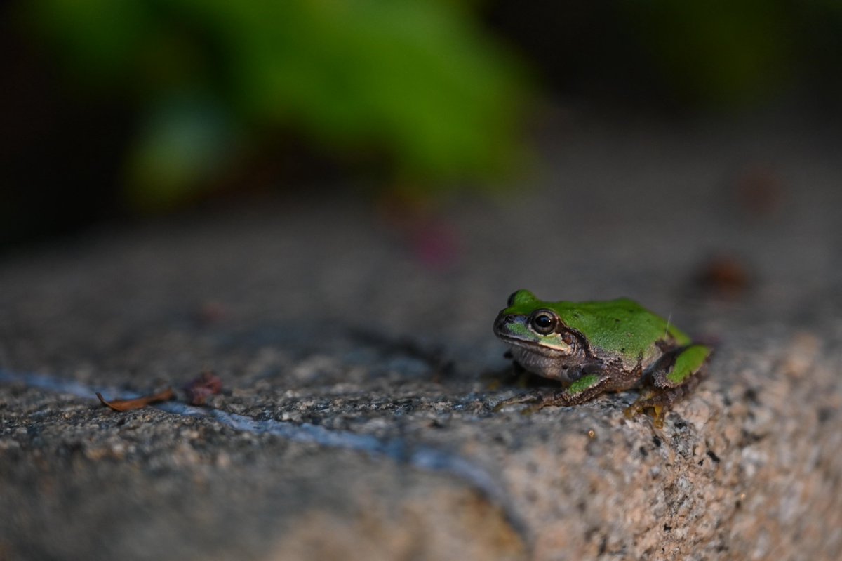 カエルさん今年初めて見たかも