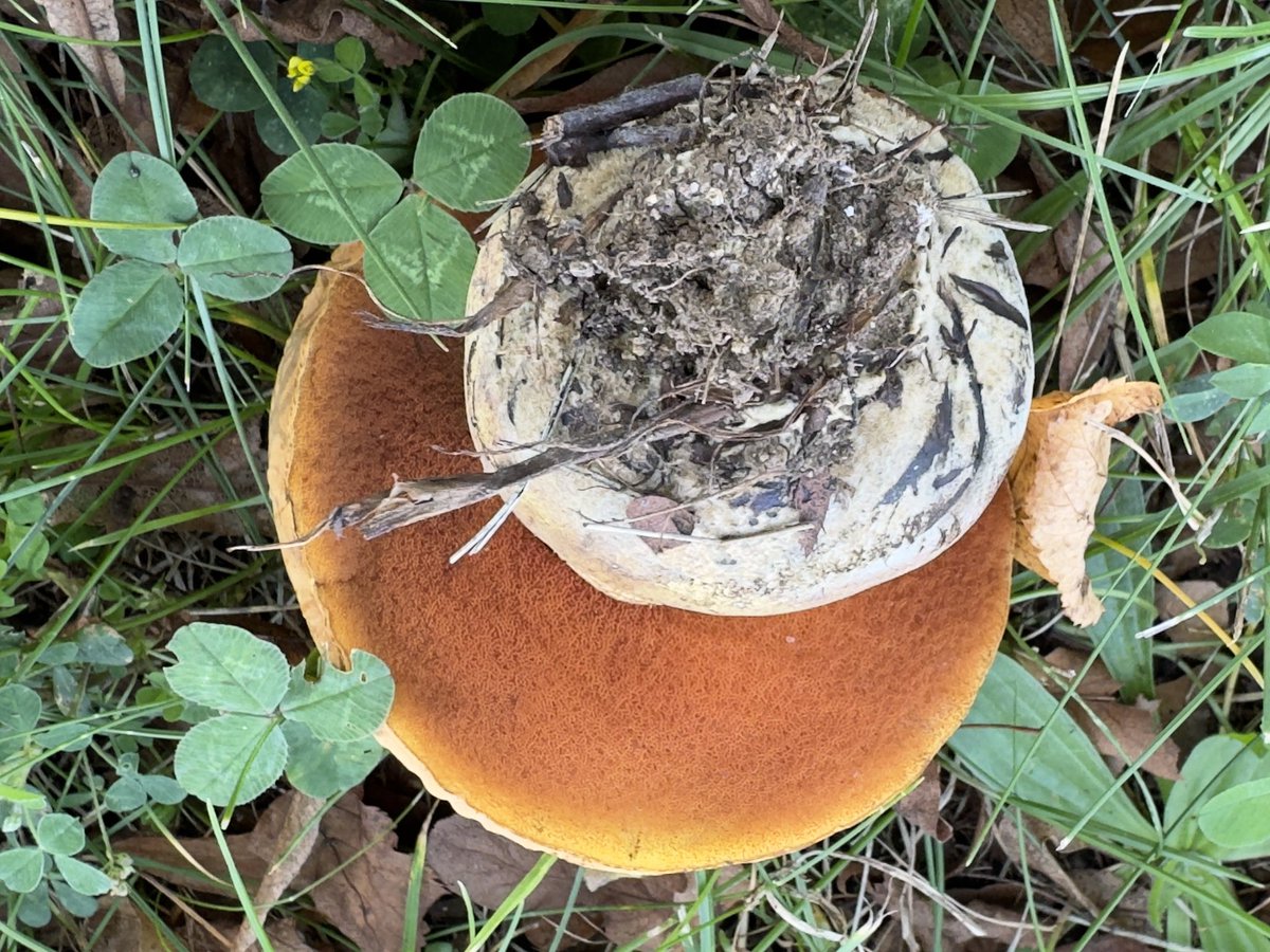 #FungiFriday Lurid Bolete from below. Netzstieliger Hexenröhrling von unten. Tolle Farbe.