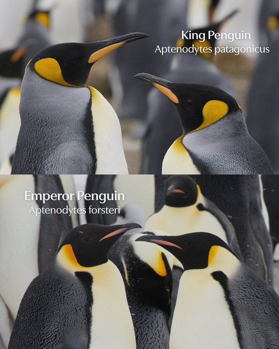 Fun fact 🐧❄️: Emperors are true Antarctic adventurers, trekking 50–120 km over ice to reach their breeding colonies—Kings, meanwhile, chill on Subantarctic beaches with half a million neighbours!

🔗  zurl.co/kGty6 
#secretatlas #penguins #polar