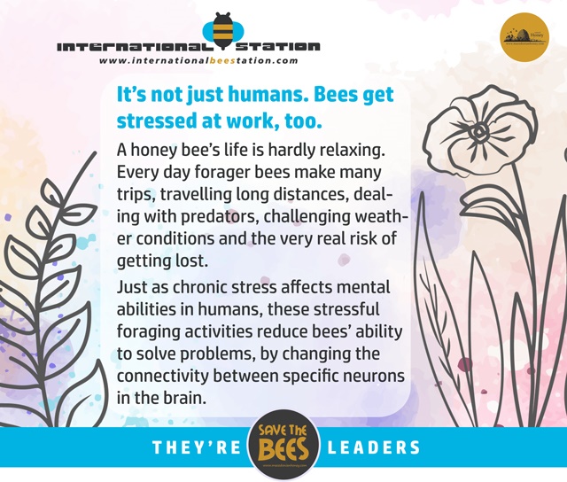 It's not just humans. Bees get stressed at work too.
#InternationalBeeStation #ДаУчимеЗаПчели #beeline #ДоброУтро #climatechange #apimondia #apimondia2025
