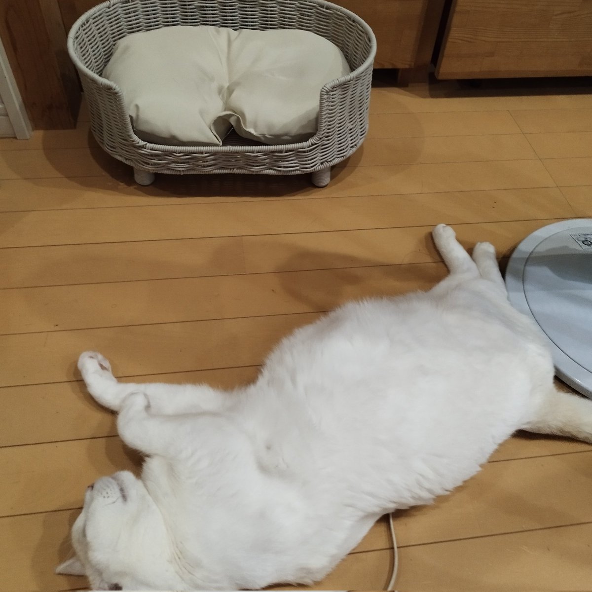 白猫好き 白猫さん、白目になる。 . #髪型隠すと別猫 #おやすみなさい