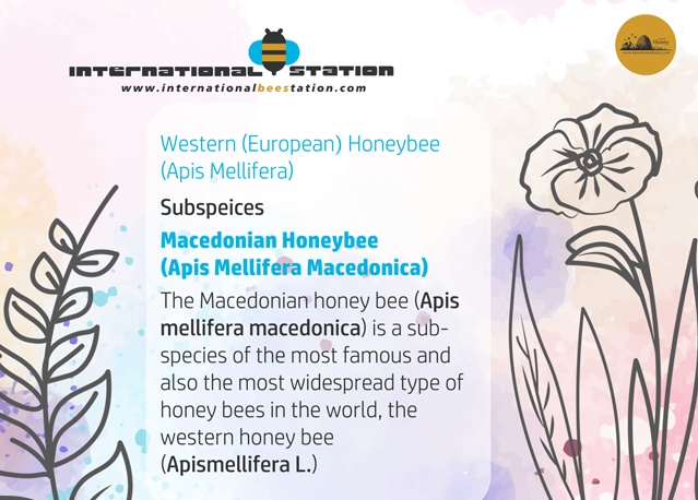 Meet the Macedonian Honeybee (#Macedonica), a subspecies of the European Honeybee (#ApisMellifera). 🐝

#InternationalBeeStation #ДаУчимеЗаПчели #beeline #ДоброУтро #climatechange #apimondia #apimondia2025