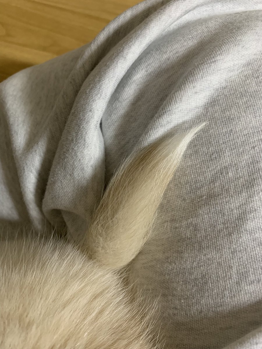 자희 애가 실은 전설의 이브이 출신이에요