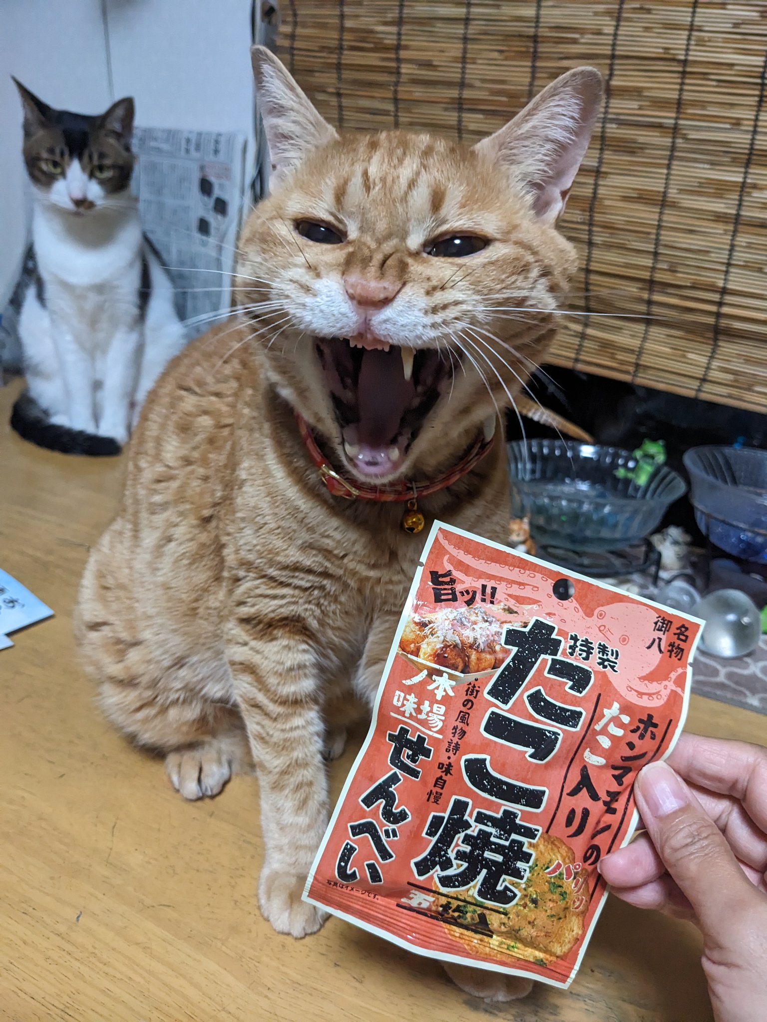 ◆ ちゃとらまま 土倉【黒烏龍茶】52袋入り – オンラインショップ - お茶の土倉・土熊