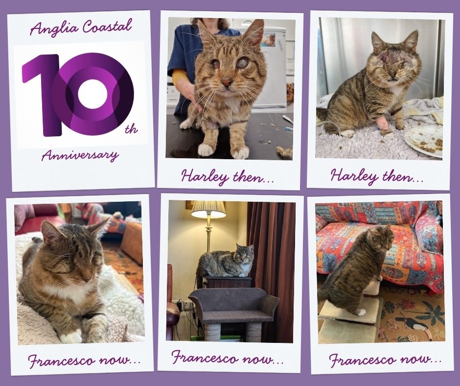 September marks the month when the branch is celebrating its 10th anniversary, and during the month we are featuring some of the memorable cats that we’ve helped to rehome over the years, now we’re onto…  

2024…Harley

Read his story…  facebook.com/share/p/1LSQCu…