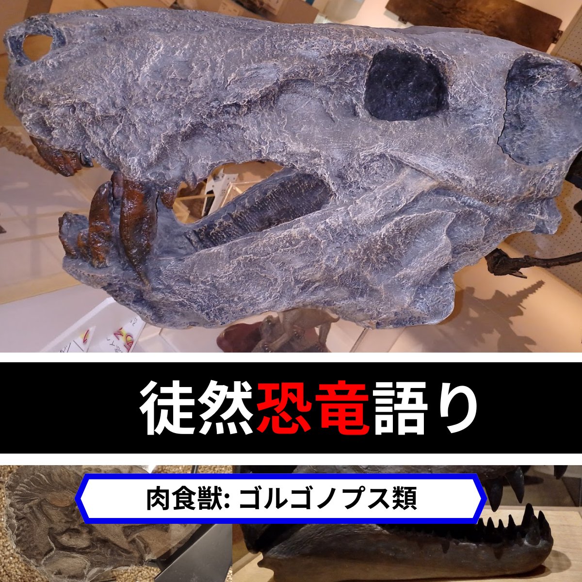 Guanlong_wucaii's tweet image. #徒然恐竜語り 今夜のテーマ（予定）

「肉食獣: ゴルゴノプス類」

・「哺乳類前史」
・「前恐竜時代」
・「哺乳類型爬虫類」
など片手にご参加ください！

※: ＋明日のディスカバリートーク関連の話も？