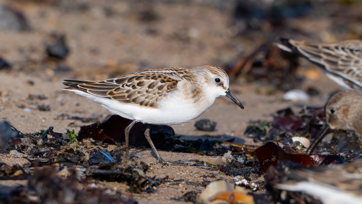 johnfulla's tweet image. Curlew Sandpiper &amp;amp; Little Stint from Teesside recently