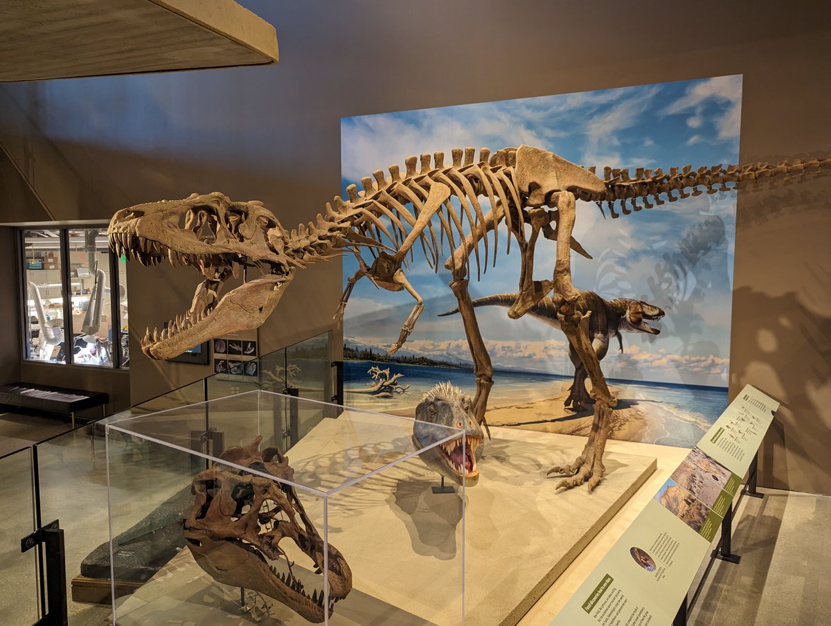 S_Kochirui's tweet image. 『オレが最強❗ティラノサウルス類展🦖』開催✨

自慢のティラノサウルス類をこのポストにリプしてください！！
無断転載でなければ写真やイラスト、模型など何でもOK!

格好いいティラノを見たら、積極的にいいねRPコメントで盛り上げよう！

#Fossilfriday #こちるい化石祭り