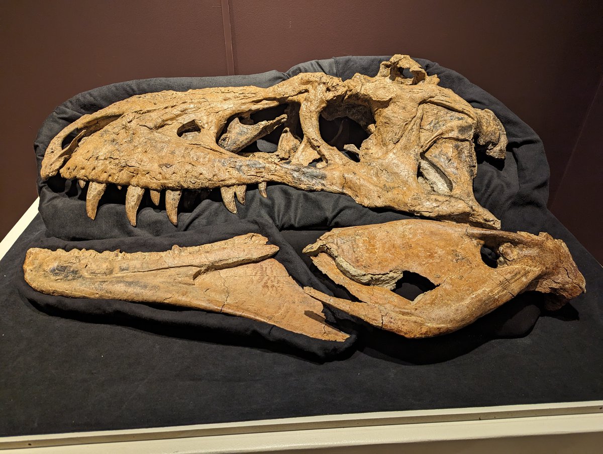 S_Kochirui's tweet image. 『オレが最強❗ティラノサウルス類展🦖』開催✨

自慢のティラノサウルス類をこのポストにリプしてください！！
無断転載でなければ写真やイラスト、模型など何でもOK!

格好いいティラノを見たら、積極的にいいねRPコメントで盛り上げよう！

#Fossilfriday #こちるい化石祭り