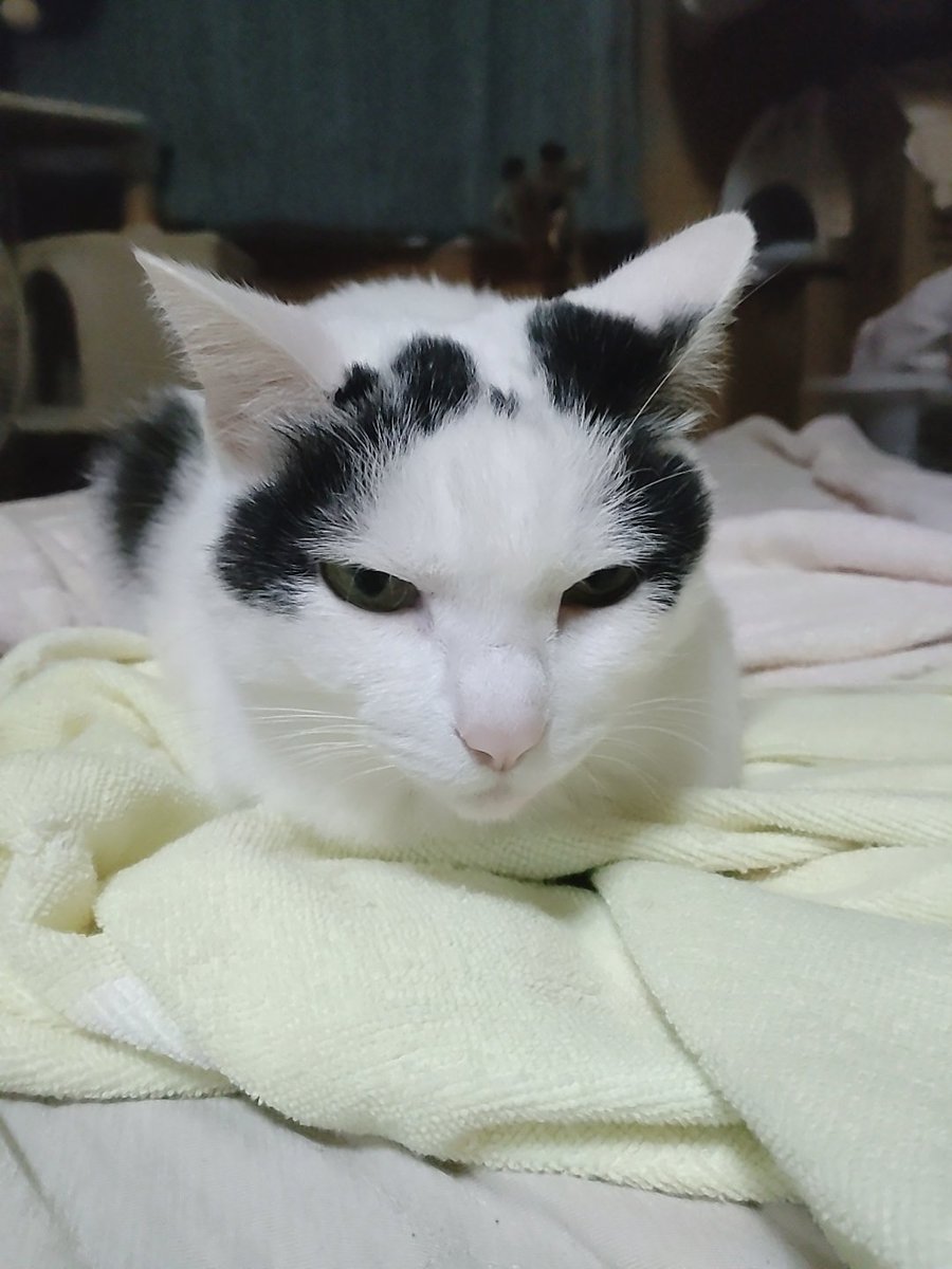 寒いから
もなかとお布団で寝るね🐑💤🩷