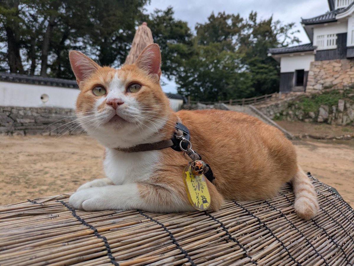 大の字猫 良い季節になりましたね♪ さとりを開いた僧侶のたたずまい