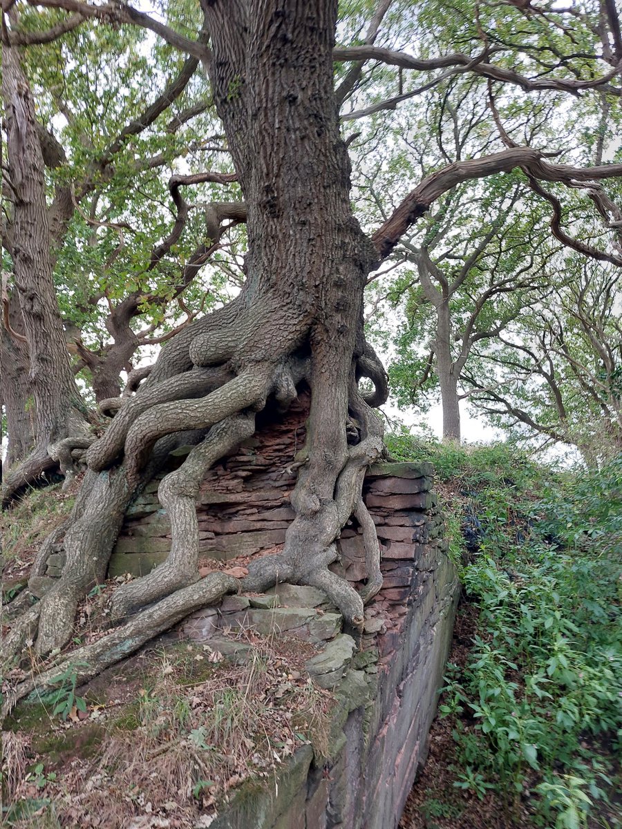 This oak always looks like it's hanging on for dear life.