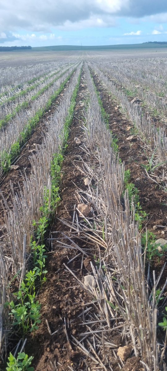 We made an investment in high precision auto steering many years ago for exactly this reason. What started off as trying to access unused P from the previous season, we realised there's also a pocket of increased moisture from summer rains as well as increased microbe activity