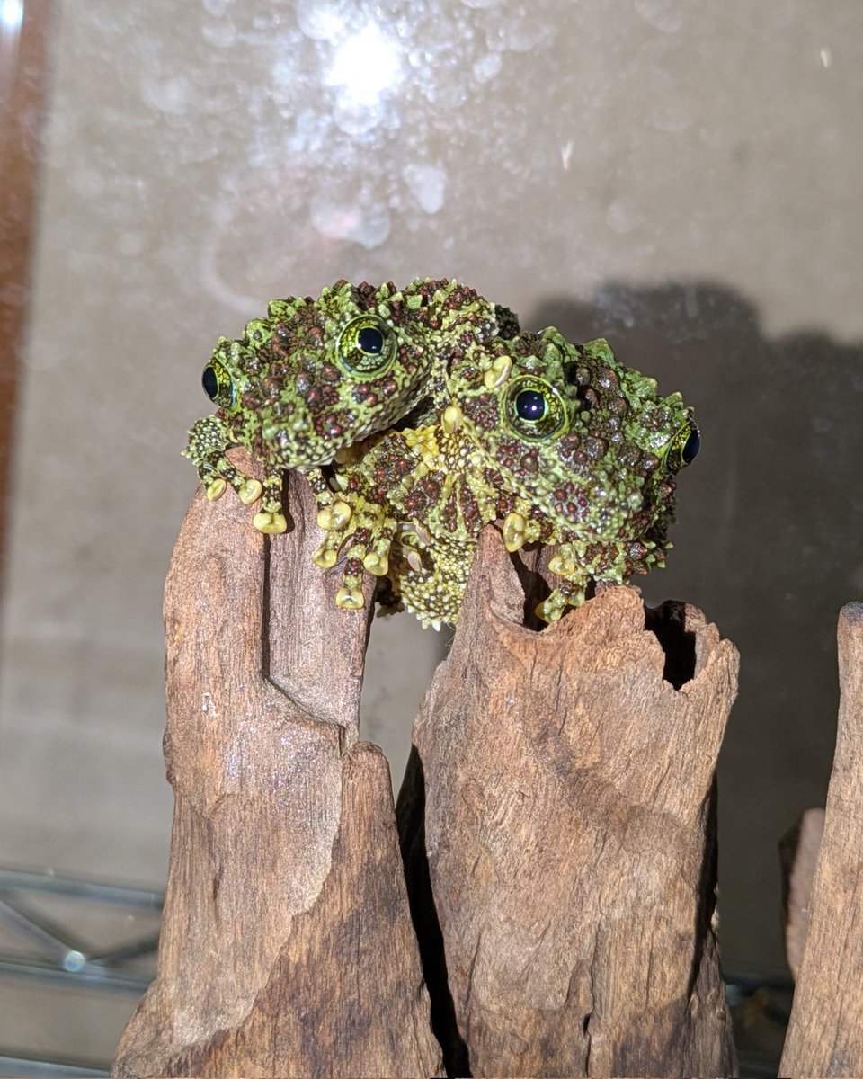 #ベトナムコケガエル
メスをください！！